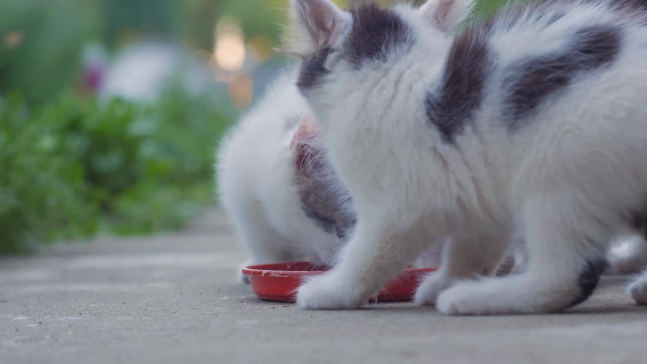 吃牛奶的猫的家庭视频下载
