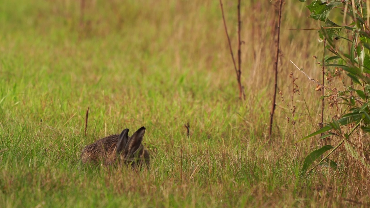 一只湿漉漉的欧洲野兔(Lepus europaeus)一边吃草一边看着你视频素材