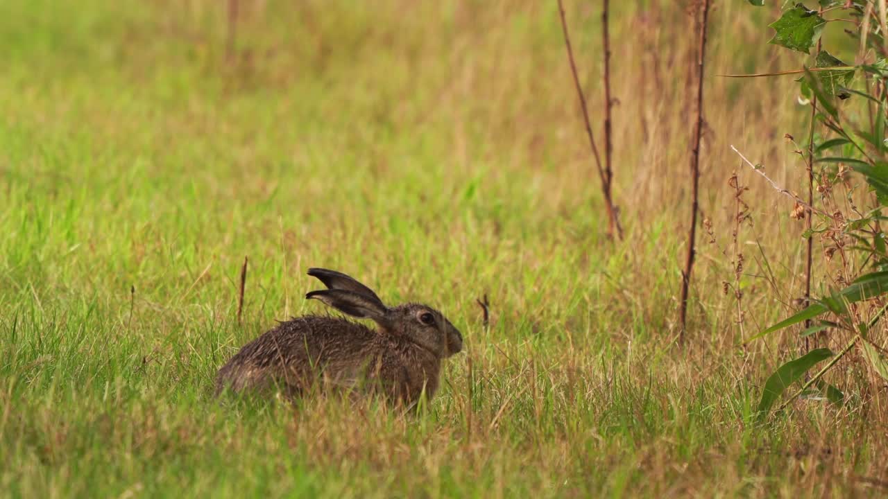 湿兔坐在湿草上的湿兔(欧洲兔视频素材