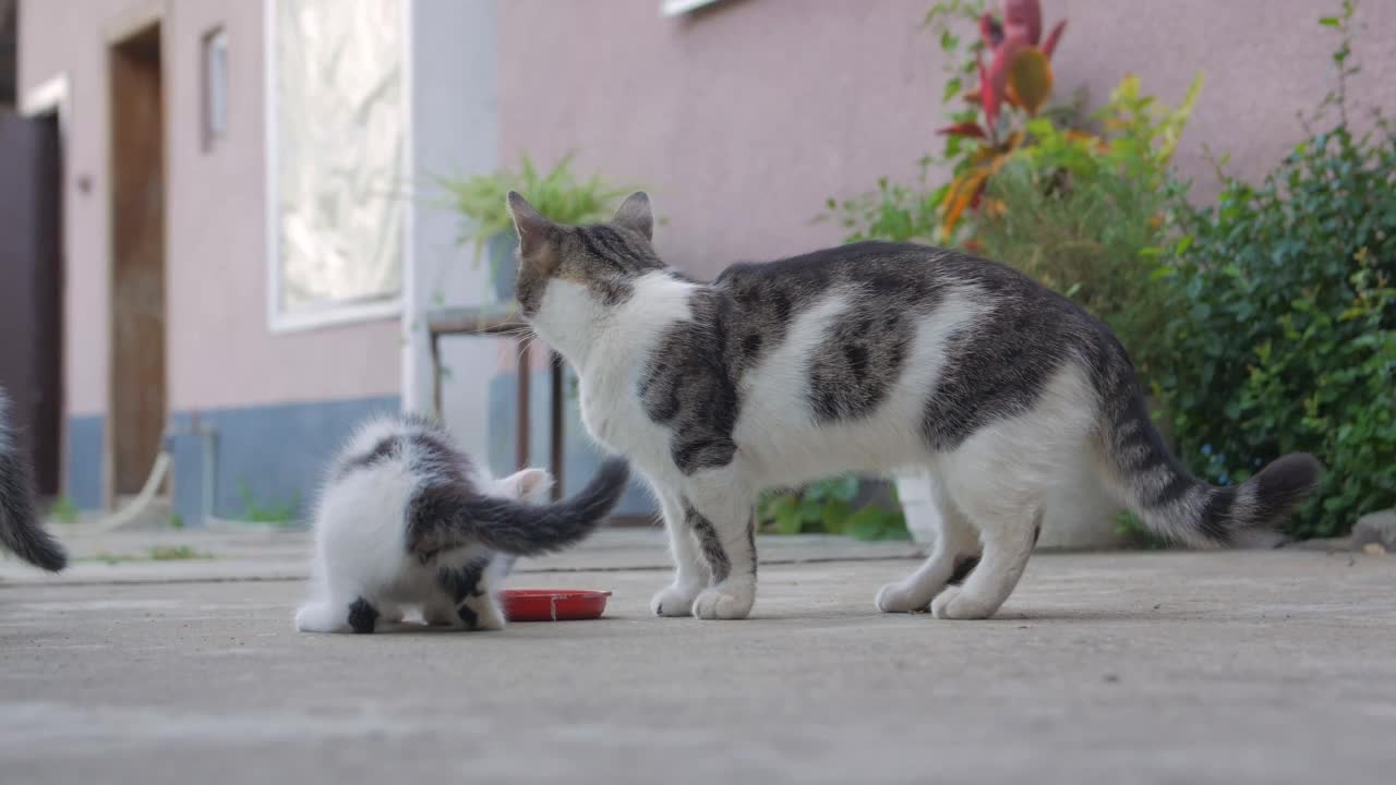 小猫和猫喝牛奶视频下载
