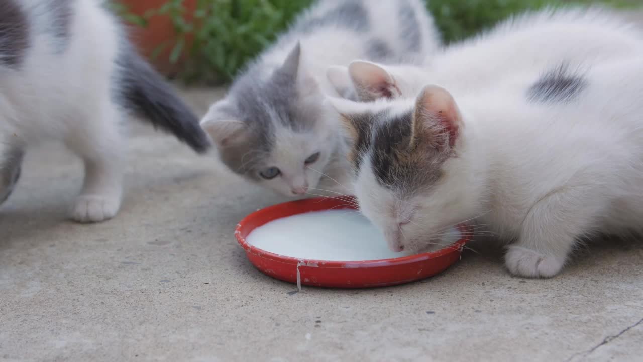 三只小猫吃牛奶特写视频下载