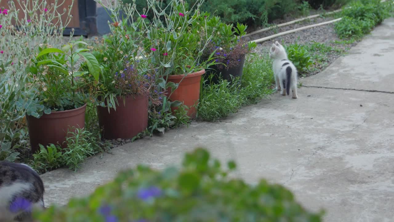 小猫在院子里玩视频下载