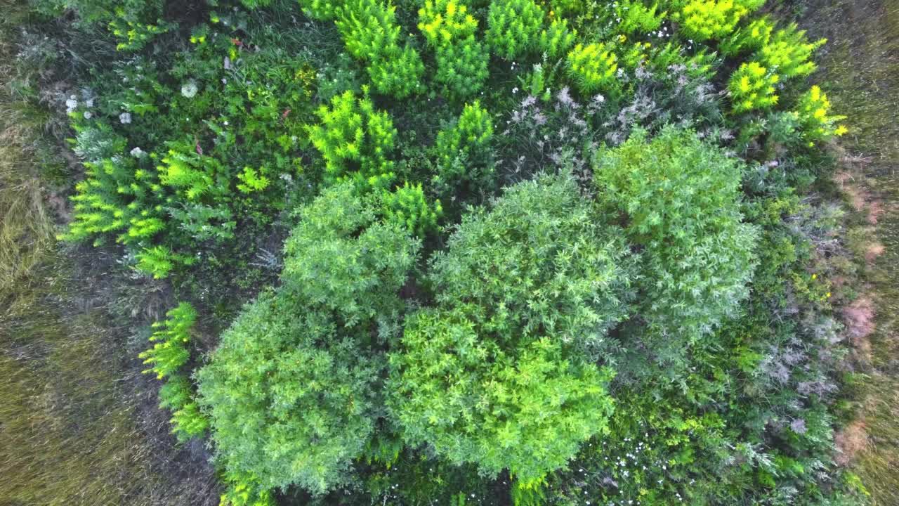 绿色灌木和灌木景观自上而下鸟瞰图视频下载