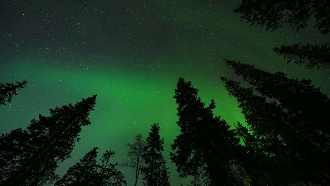 明亮的北极光。夜晚星空的时间流逝，在针叶林剪影的背景下，美丽得令人惊叹的北极光。视频素材