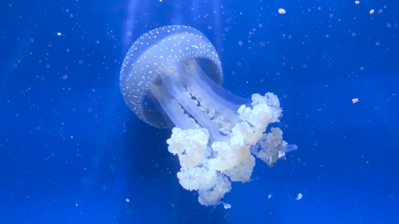 水母在蓝色的水中游泳。视频下载