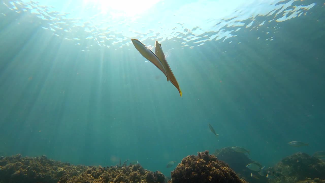 西班牙布拉瓦海岸的水下世界，有许多鱼类视频下载