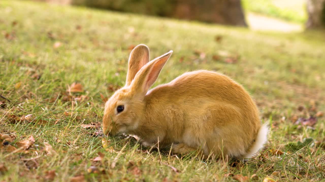 在夏天的草地上玩着有趣快乐的小兔子视频素材