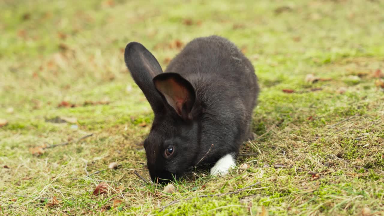 可爱的黑兔子，白色的爪子吃着新鲜的青草在夏天的草地上视频素材