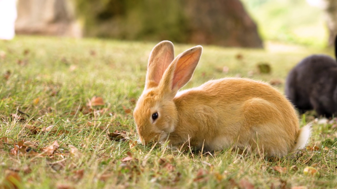 红色和黑色的兔子在夏天的草地上吃绿草视频素材
