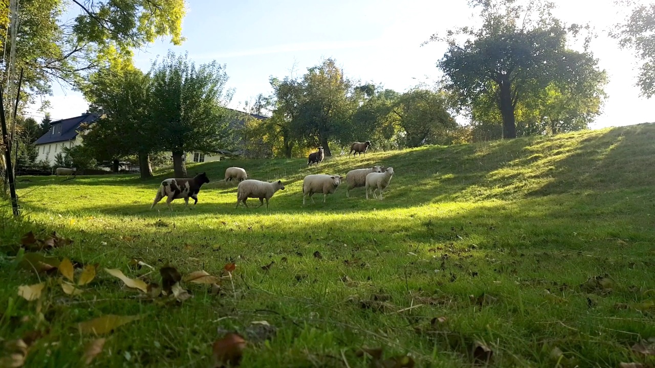 田野上的羊群。羊群里的绵羊和羊羔在草地上吃草。农业户外。美丽的风景。动物的农场。晴天，天气好极了。视频素材