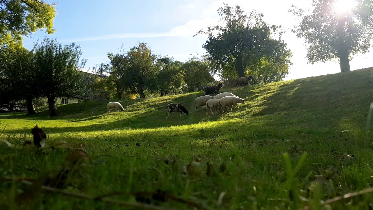 田野上的羊群。羊群里的绵羊和羊羔在草地上吃草。农业户外。美丽的风景。动物的农场。晴天，天气好极了。视频素材