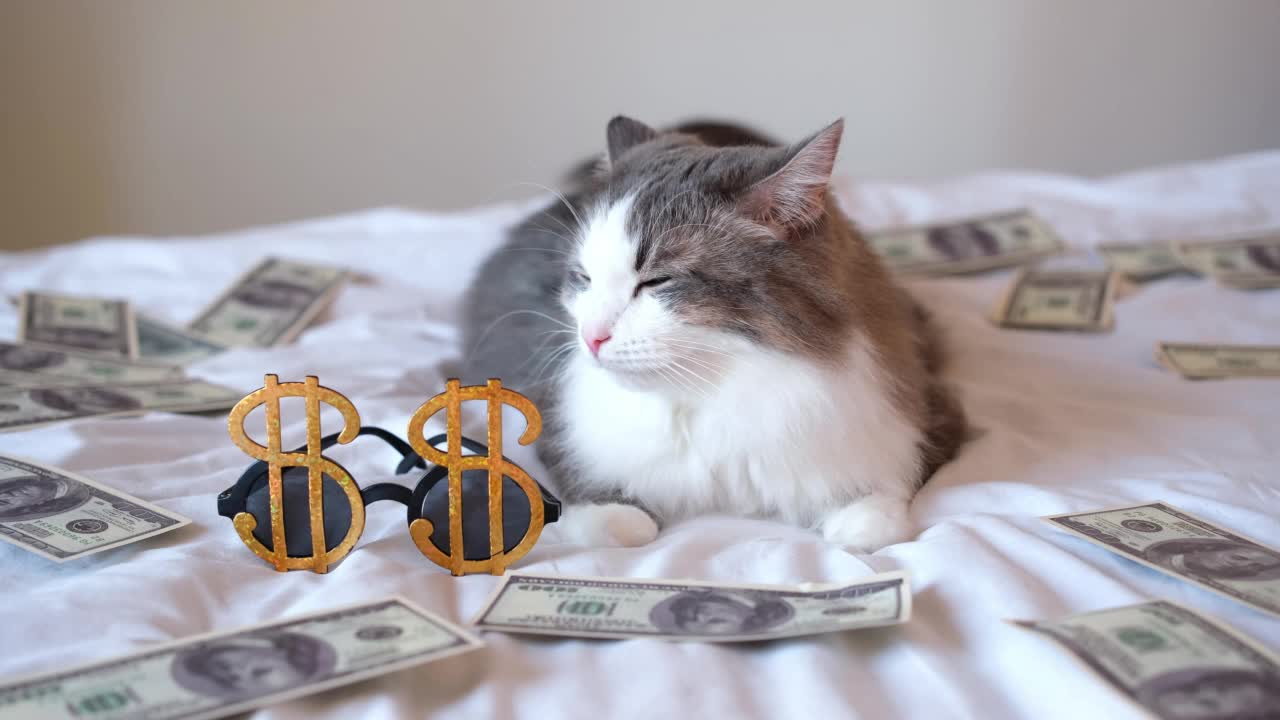 一只灰色的猫躺在床上，手里拿着钱和美元形状的眼镜。丰富的宠物。有猫和美元的有趣卡片。视频素材