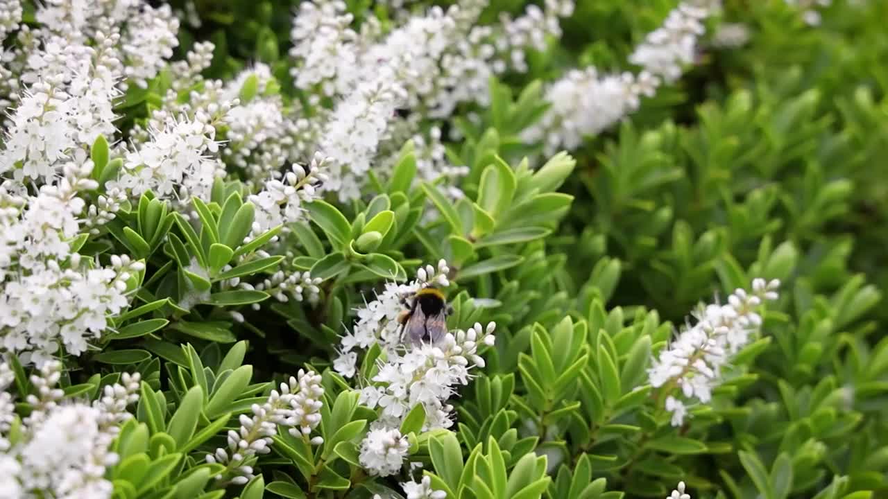 大黄蜂从爱尔兰的白Hebe花上收集花粉视频素材