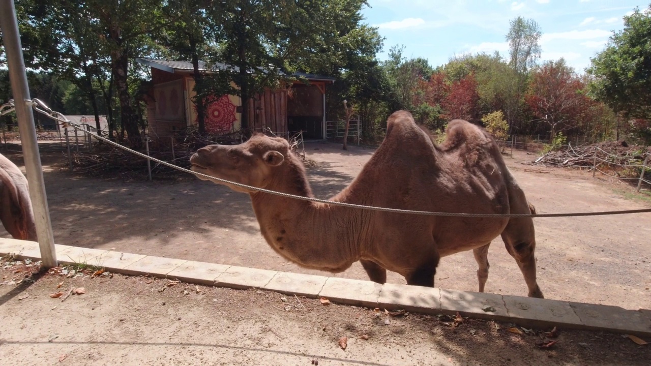 公园里的骆驼慢镜头视频下载