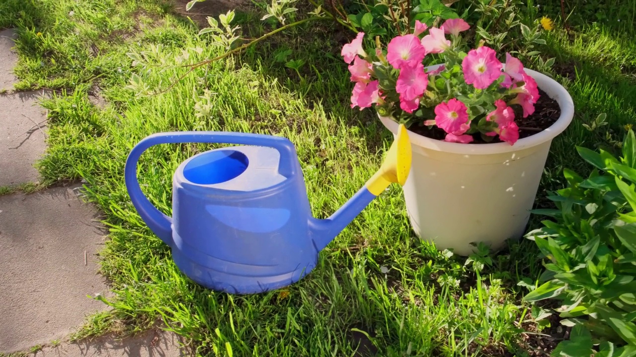 园艺工具。蓝色塑料喷壶，用于灌溉花园植物，花坛和花盆上有花。园艺爱好的概念。视频下载