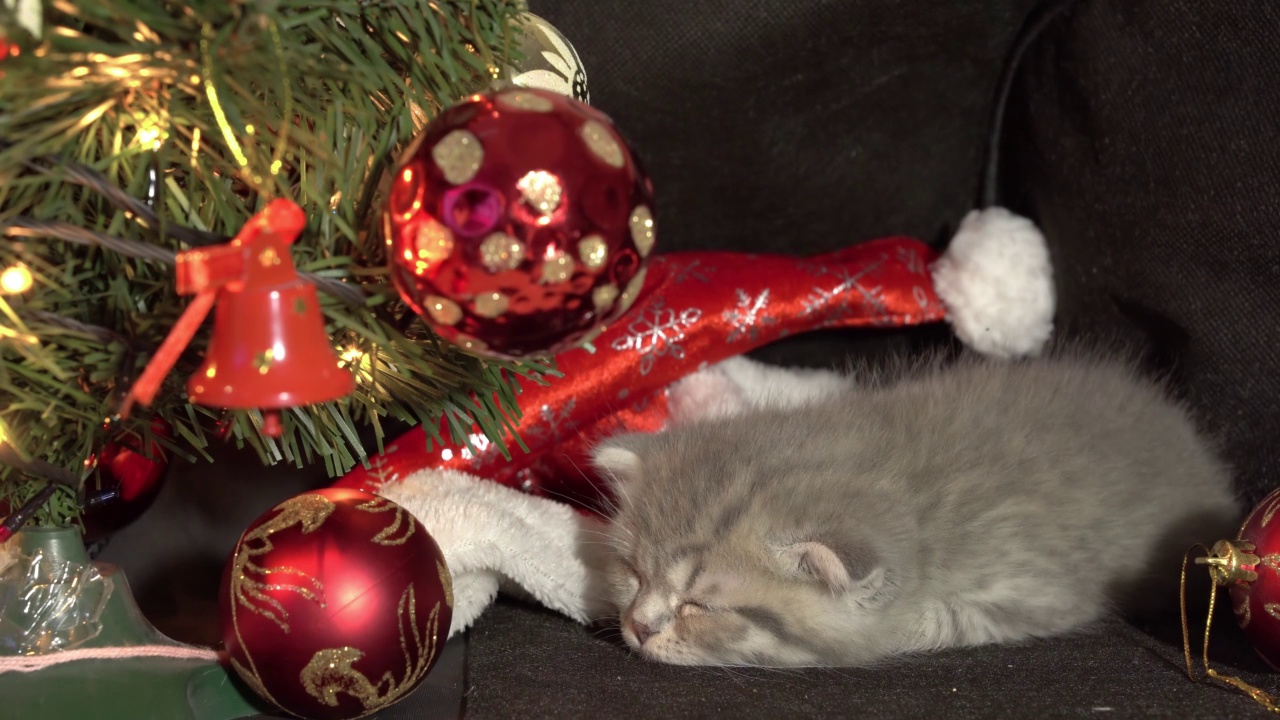 有趣的小灰色折叠苏格兰小猫小猫睡觉的黑色背景与圣诞装饰背景的圣诞球。视频素材