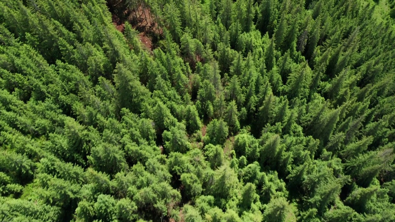 无人机拍摄的针叶林树梢。视频下载