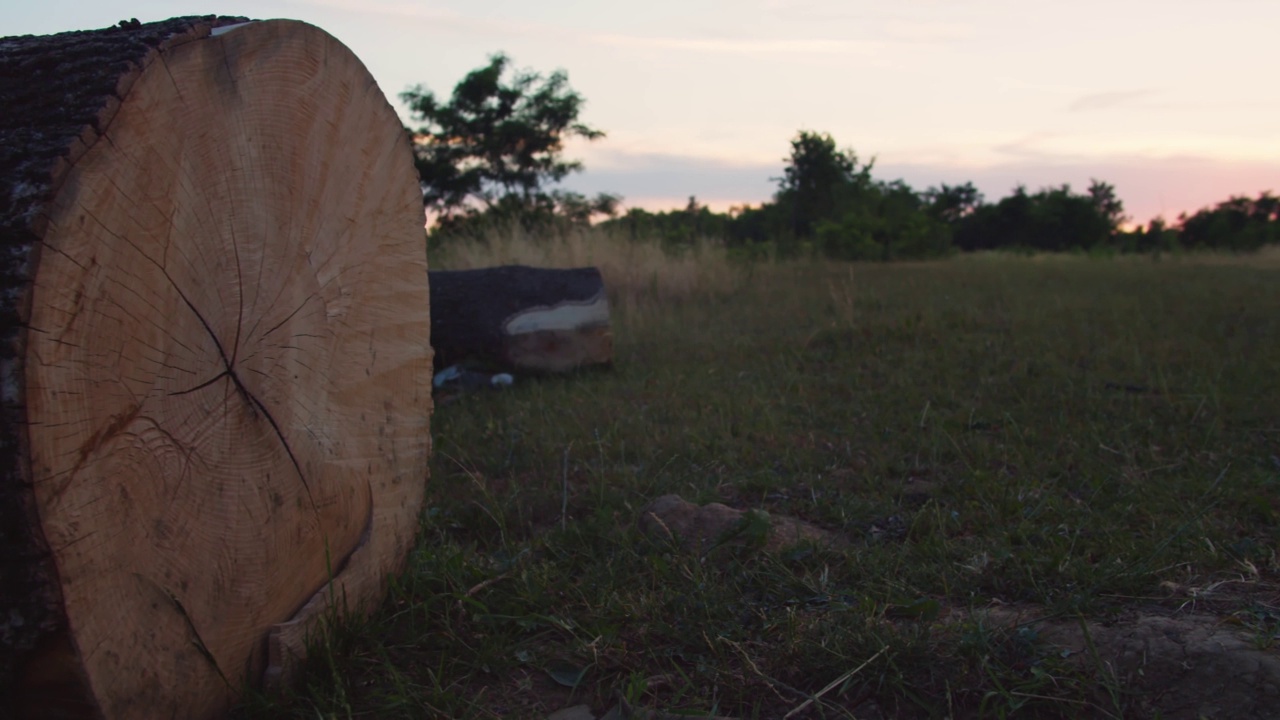 全景锯大的树躺在地上，锯大的木头树干视频素材