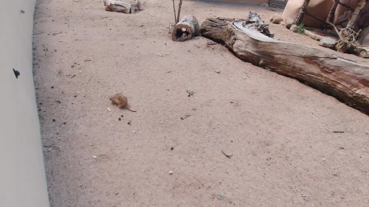 猫鼬吃食物的慢动作视频下载