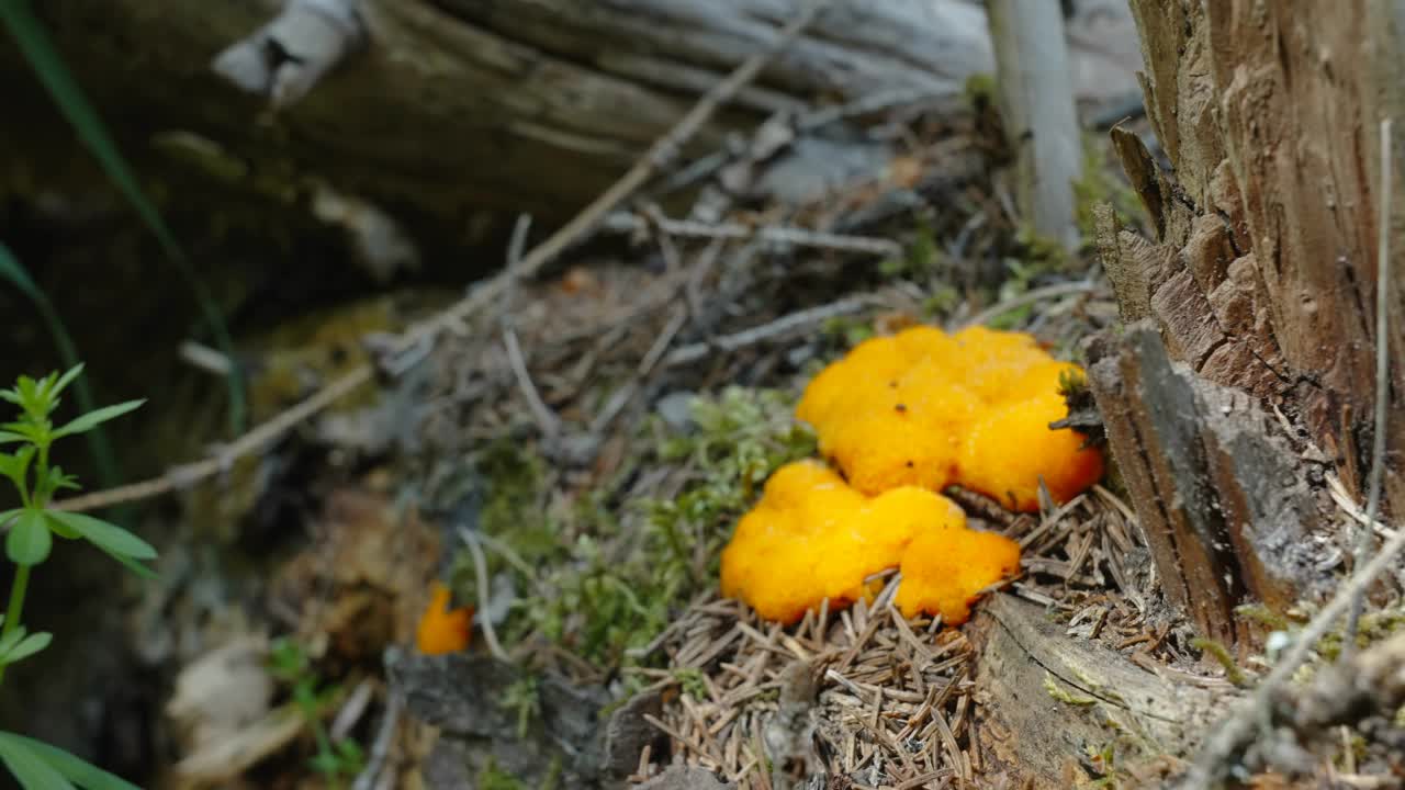 爱沙尼亚森林中长满苔藓的岩石上的黄色真菌视频下载