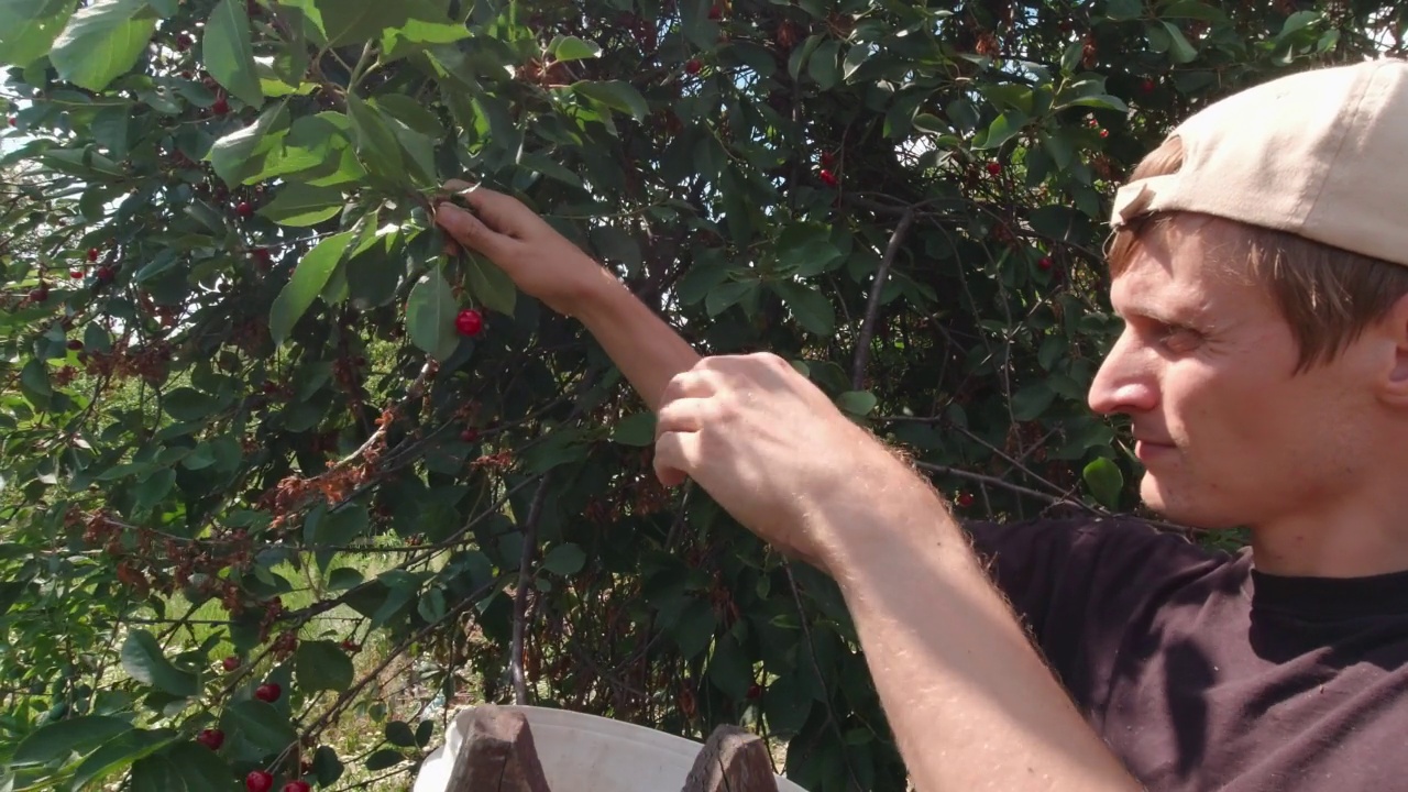 男人从树上摘樱桃慢镜头视频下载