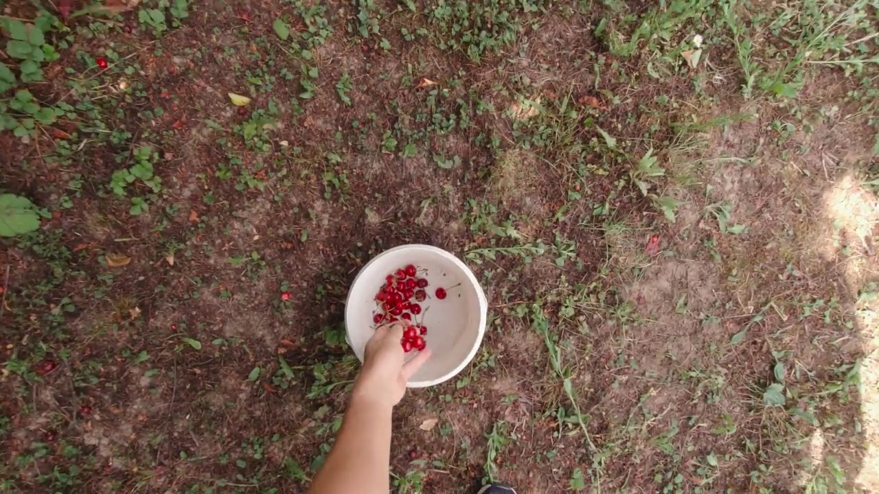 一个男人用慢镜头摘樱桃视频下载