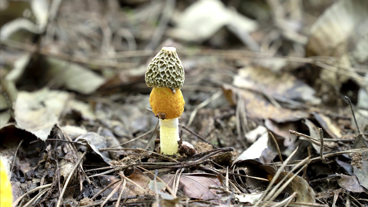 盛开的黄色新娘面纱蘑菇(Phallus luteus) / Sejong-si，韩国视频下载