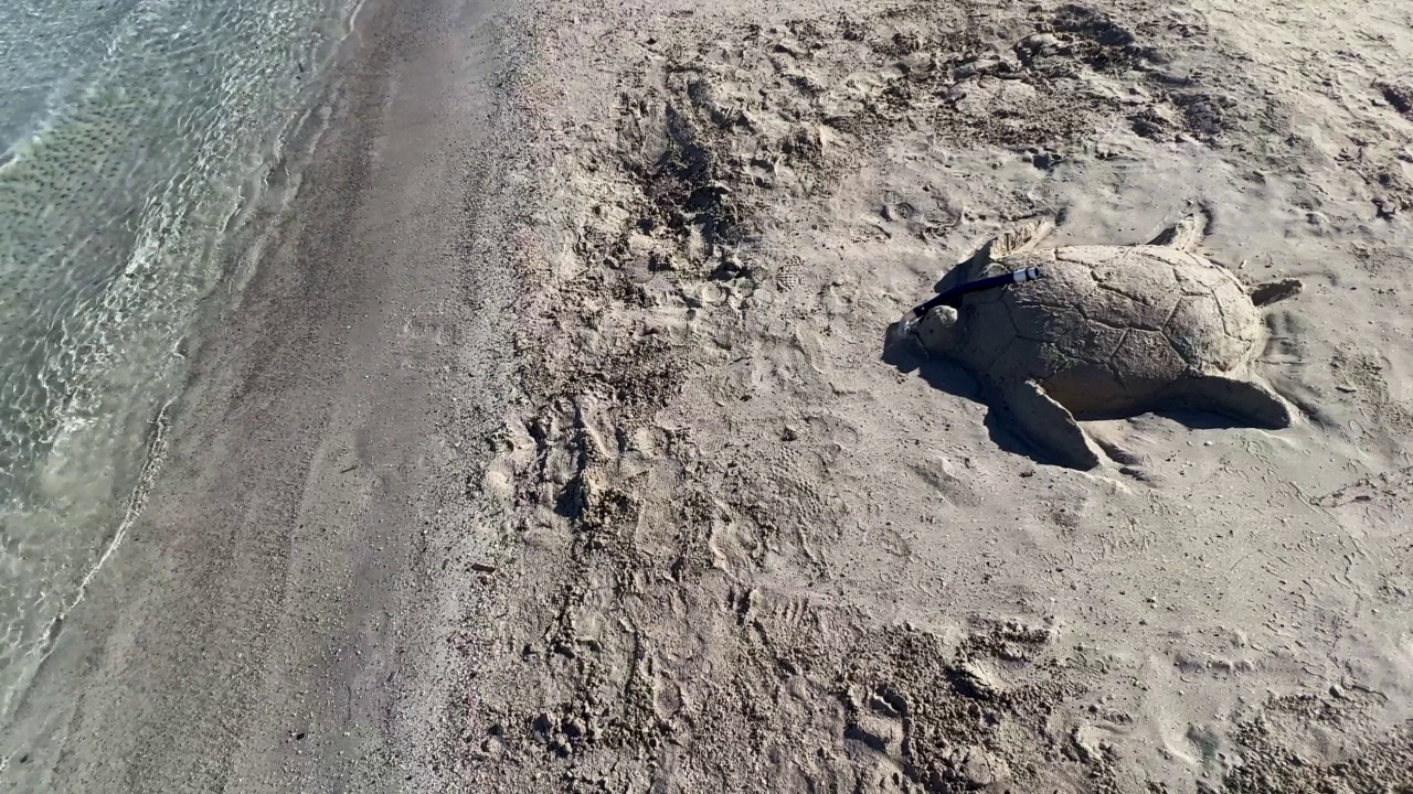 美丽的沙滩上创造的海龟与通气管。假期和夏天的概念视频素材