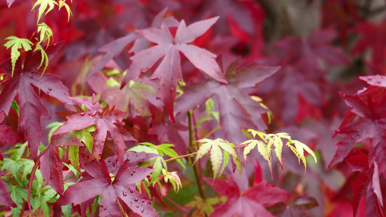 英国湖区安布尔赛德，一棵液体琥珀树上的秋叶。视频素材