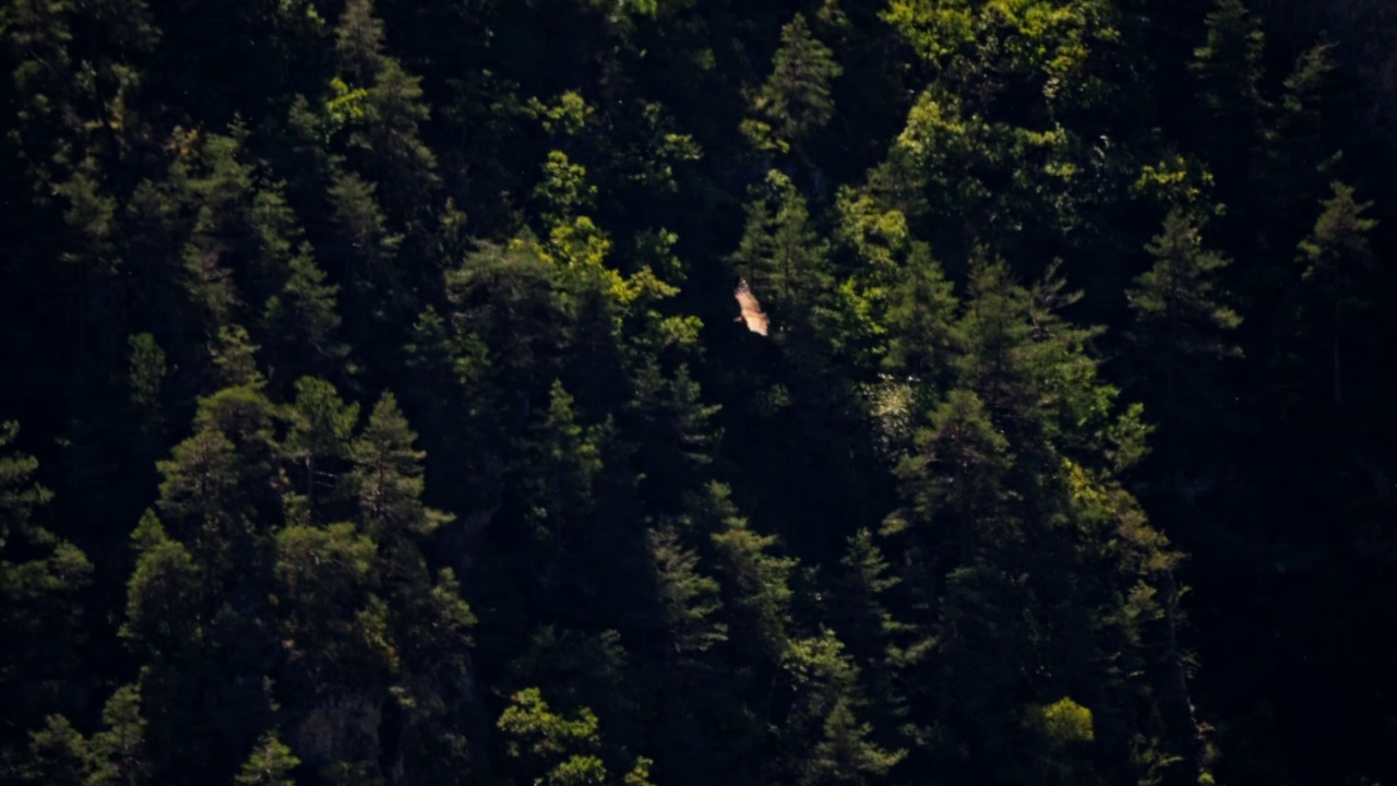 鹰在山谷中飞翔，在山坡之间翱翔。版本10视频素材
