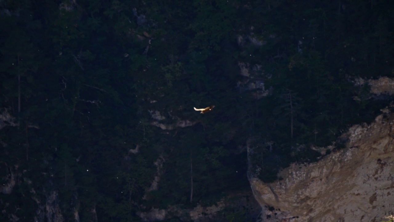 山谷里的飞鹰(两只)，在山坡之间。版本11视频素材