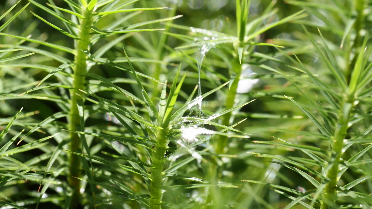 微距拍摄的一株小苔藓植物在安布尔塞德，湖区，英国与粘液从鼻涕虫的足迹。视频下载