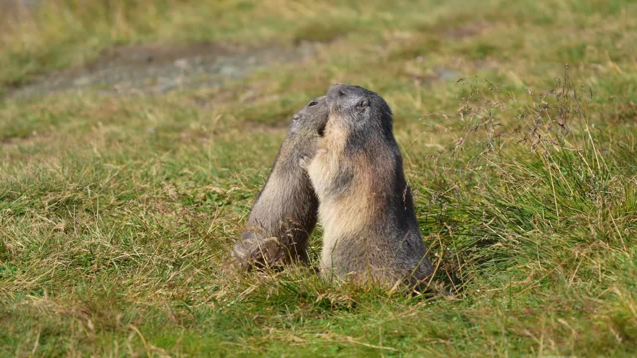 土拨鼠(Marmota Marmota)，成年动物与幼小动物在山地搏斗视频素材