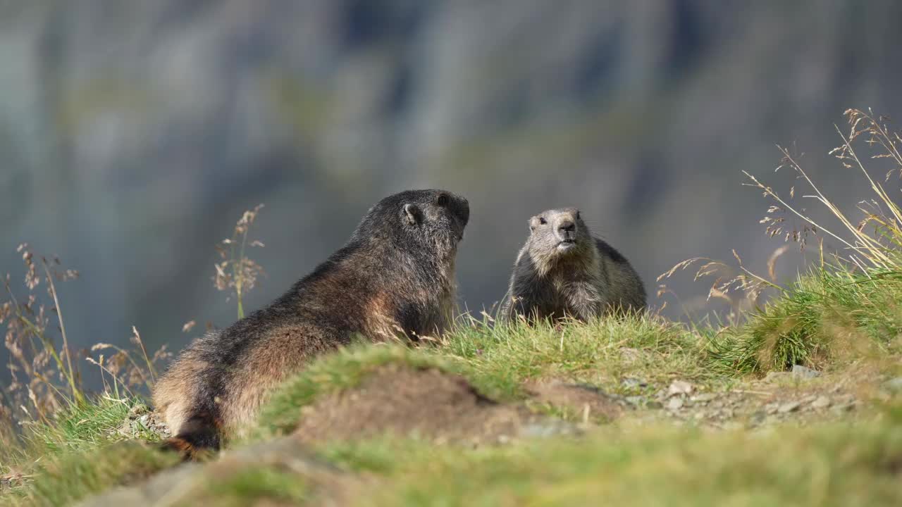 土拨鼠(土拨鼠)，山地中有幼兽的成年动物视频素材