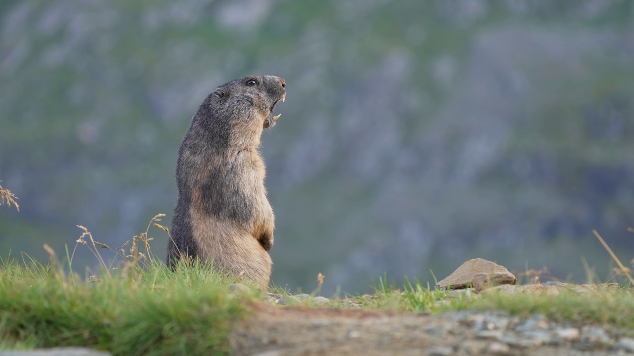 土拨鼠(Marmota Marmota)，在山上停留和呼叫视频下载