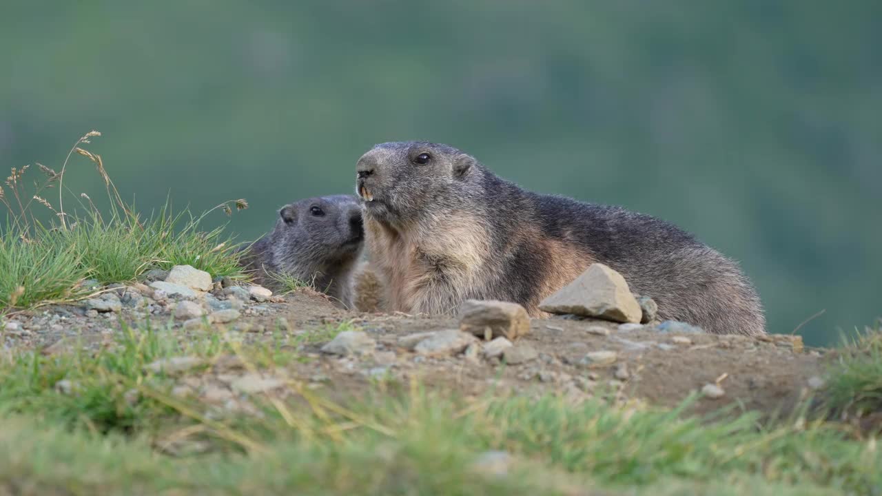 土拨鼠(土拨鼠)，山地中有幼兽的成年动物视频素材