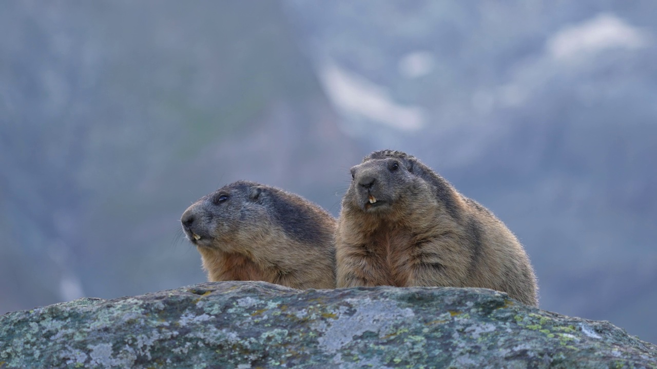 土拨鼠(Marmota Marmota)，岩石上的两种动物视频素材
