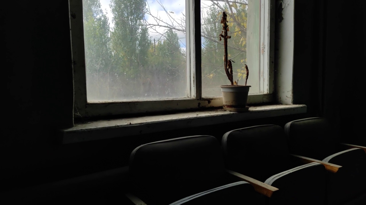 在一座废弃的老房子里，窗台上的花盆里枯萎的植物。毁灭和灾难的概念。视频下载