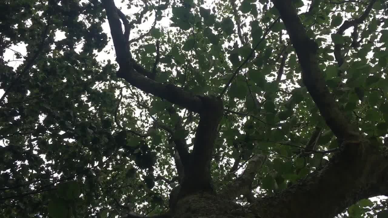 灰色桤木,树冠视频下载