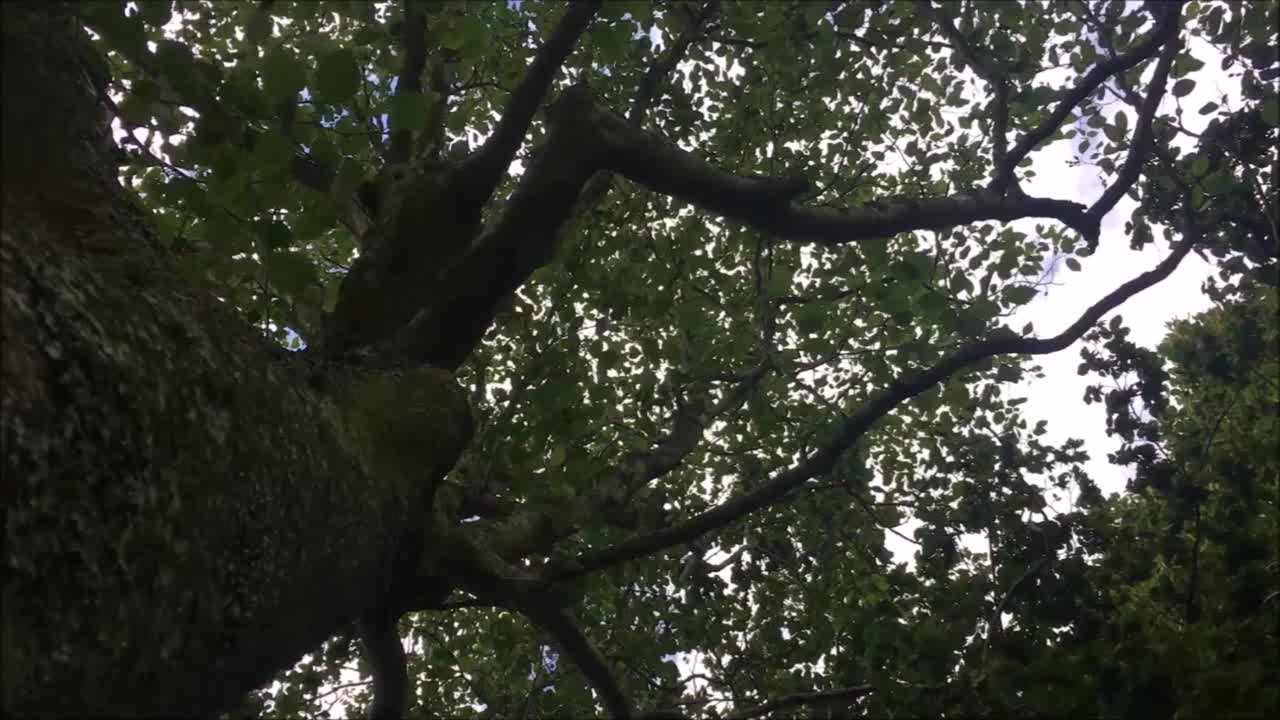 灰色桤木,树冠视频下载