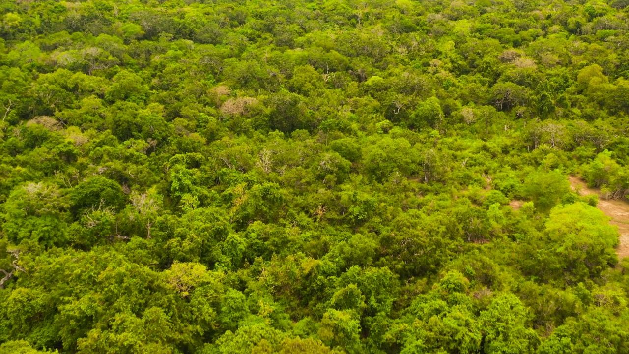 斯里兰卡热带景观的无人机。视频素材