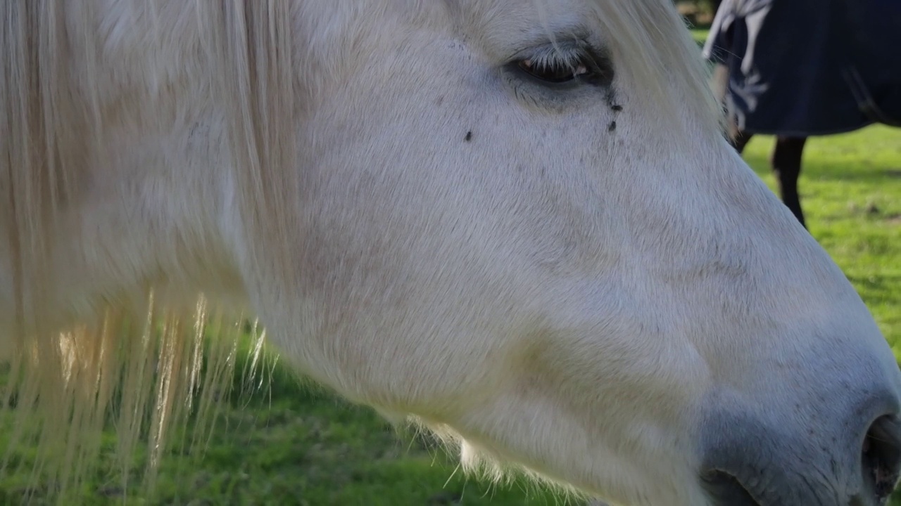 绿色自然背景下的白马的口吻。白马的眼睛视频素材