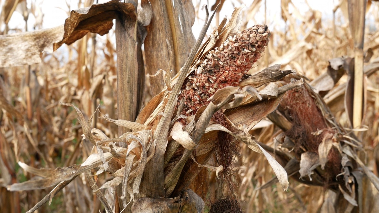 玉米植株患病，玉米芯受损，收成受旱，缺水问题视频下载
