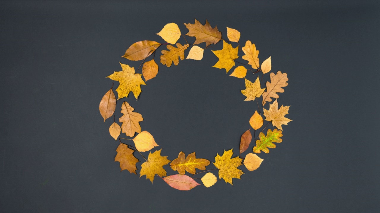 画笔画了一个美丽的秋天黄色和棕色的枫叶，橡树和桦树的叶子的圆形框架。视频下载