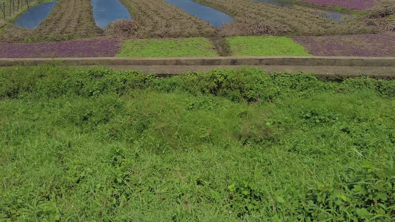 喀拉拉邦Thiruvananthapuram的Punchakkari湿地和农田视频素材