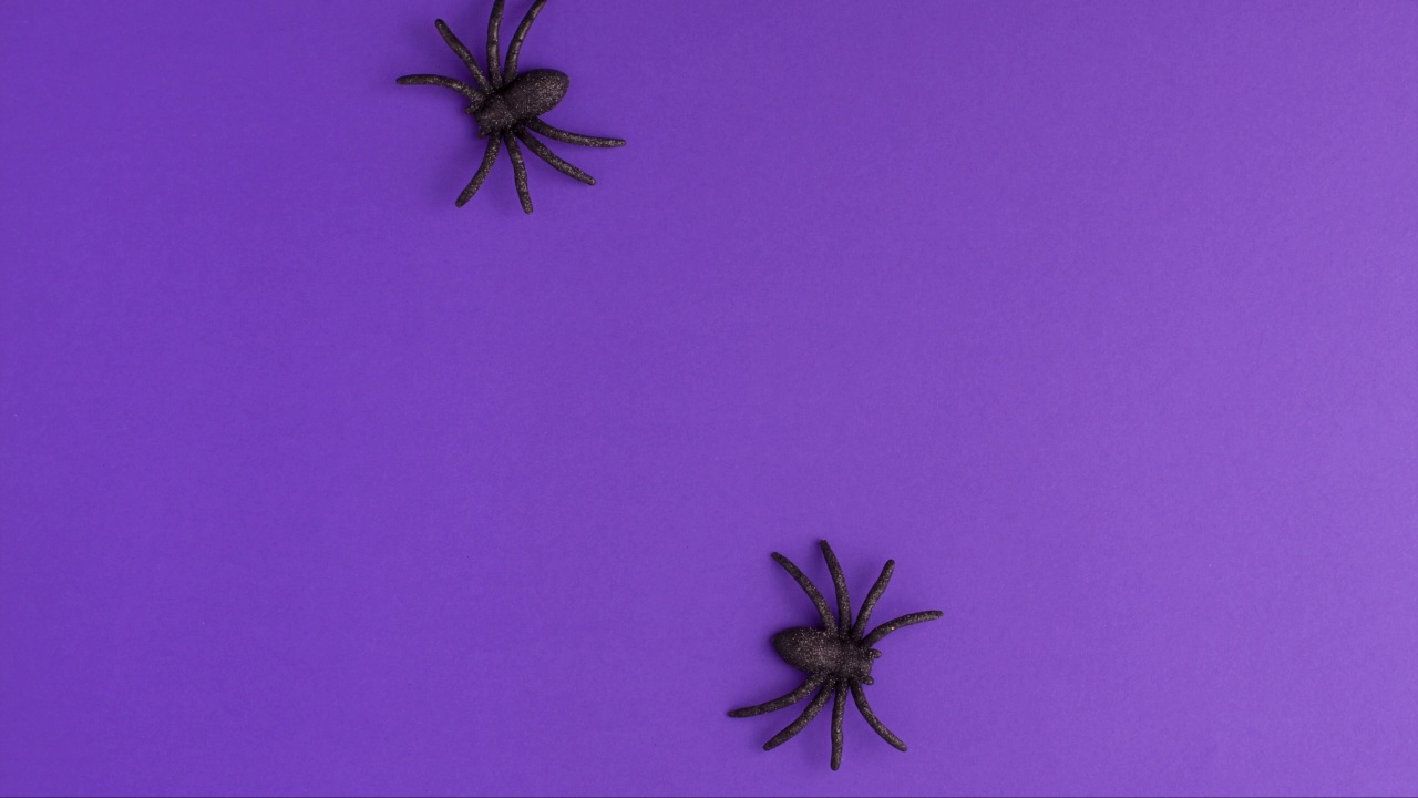 定格动画的两个小小的黑色人造蜘蛛爬行在紫色背景的顶部和底部的复制空间。万圣节可怕的节日和秋天的概念。视频下载