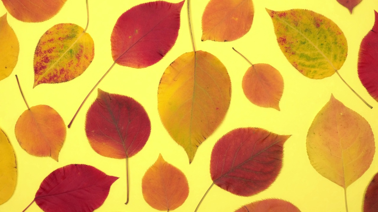 色彩斑斓的自然秋叶在黄色的背景上慢慢旋转。4 k。视频下载