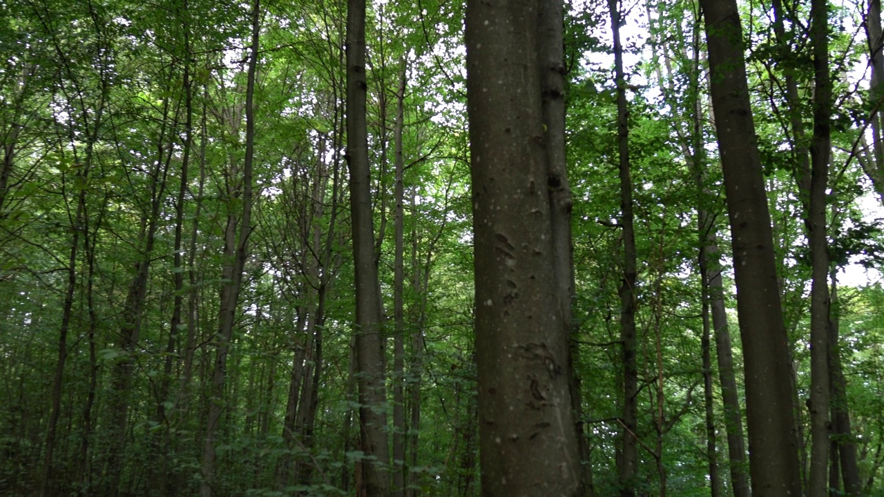 绿色的森林,背景视频素材