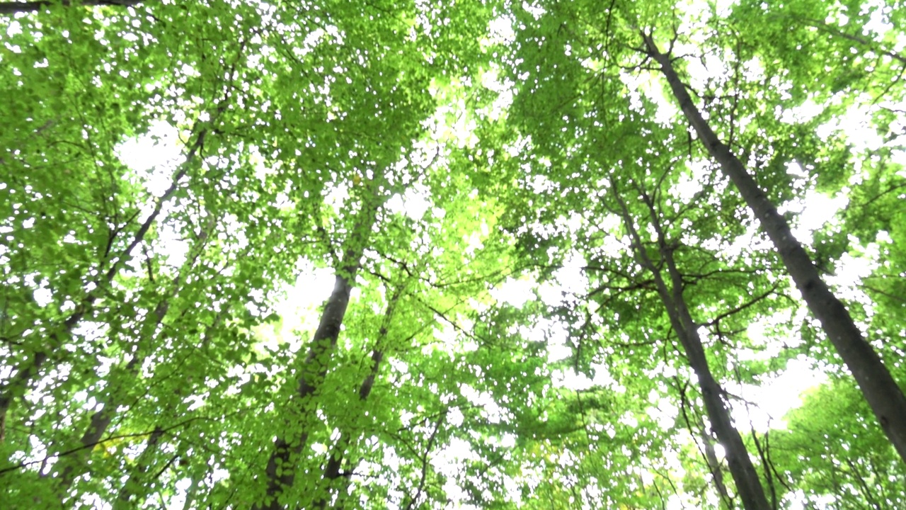 绿色的树木在秋天的森林，背景视频素材