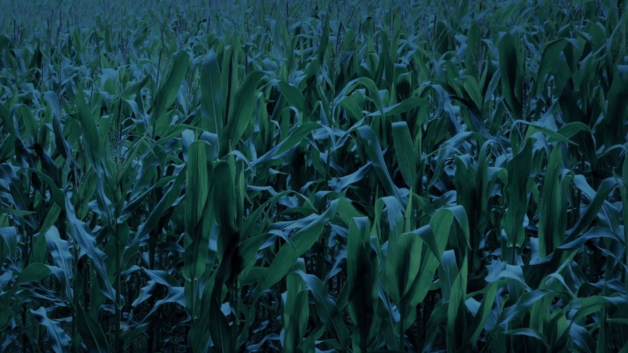 傍晚的玉米地在微风中移动视频素材